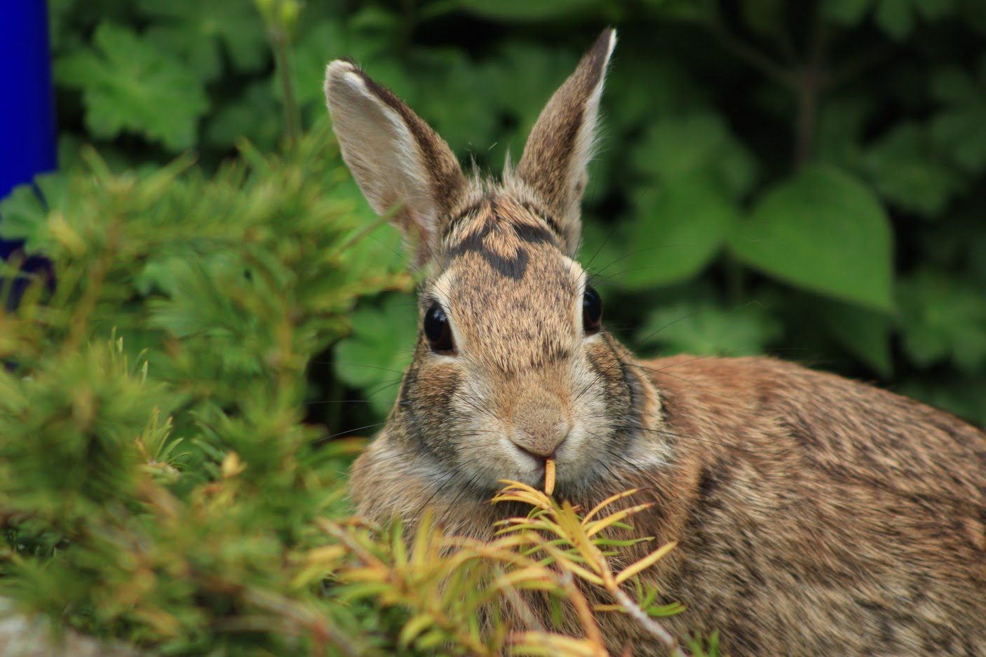 Bunny Photo 2